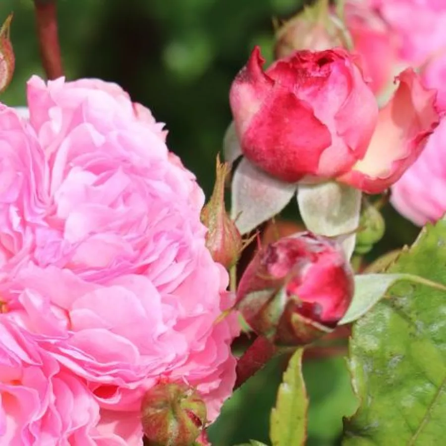 Róża pienna - Róże pienne - z kwiatami róży angielskiej - Róża - Theo Clevers™ - 