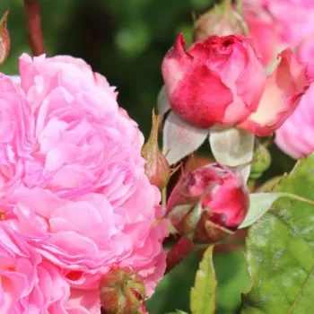Rosa Theo Clevers™ - różowy - róża pienna - Róże pienne - z kwiatami róży angielskiej