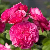 Záhonová ruža - floribunda - intenzívna vôňa ruží - pižmo - ružová - Rosa Theo Clevers™