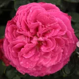 Rózsaszín - angol rózsa - Online rózsa vásárlás - Rosa Ausmary - intenzív illatú rózsa - kajszibarack aromájú