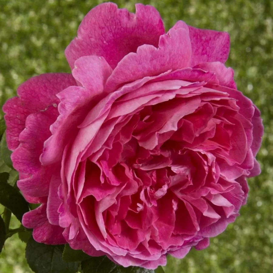 Engleska ruža - Ruža - Ausmary - Narudžba ruža