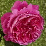 Engleska ruža - ružičasta - intenzivan miris ruže - Rosa Ausmary - Narudžba ruža