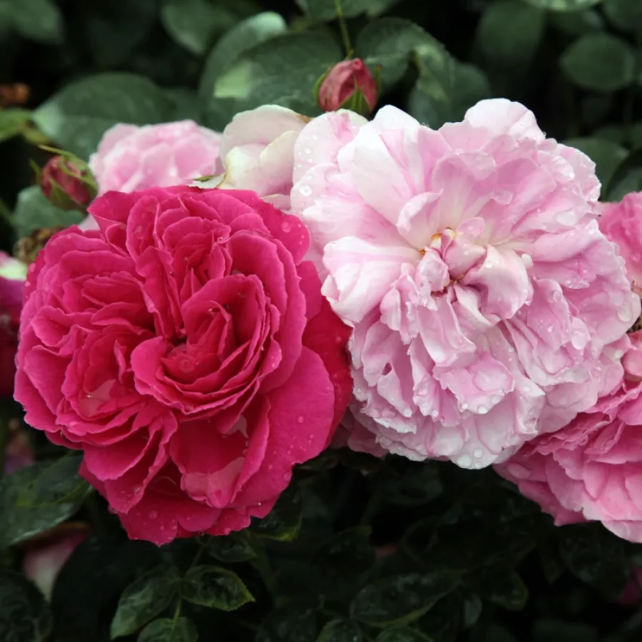 Różowy - Róża - Ausmary - Szkółka Róż Rozaria
