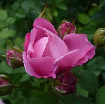Rosa Ausmary - růžová - Anglické růže