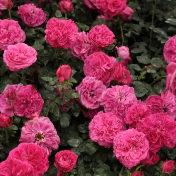 Ružová - anglická ruža   (120-150 cm)