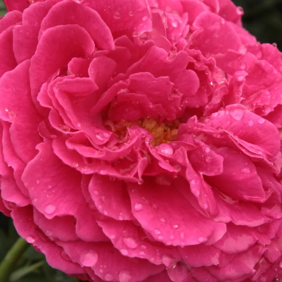 English Rose Collection, Shrub - Ruža - Ausmary - Ruže - online - koupit