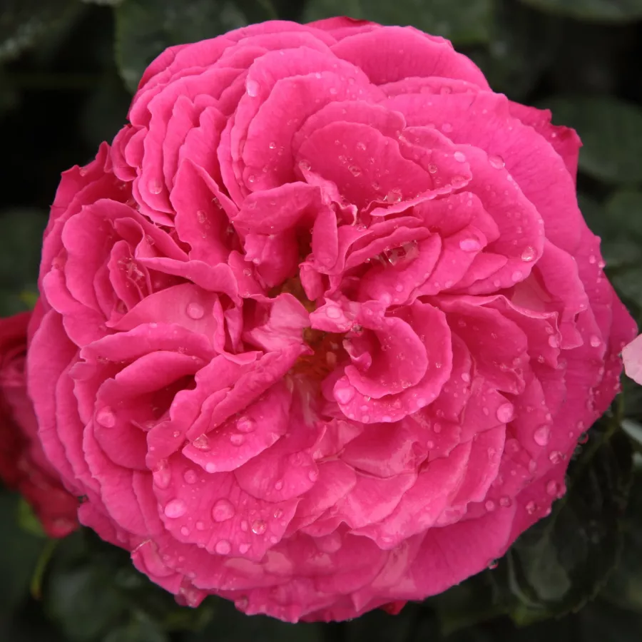Rosa - Rosa - Ausmary - rosal de pie alto
