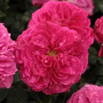 Rosa Ausmary - rosa de fragancia intensa - Árbol de Rosas Inglesa - rosal de pie alto - rosa - David Austin- forma de corona tupida - Rosal de árbol con flores grandes y densas y con una gran cantidad de pétalos.