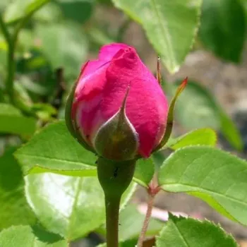 Rosa Ausmary - roz - trandafiri pomisor - Trandafir copac cu trunchi înalt – cu flori tip trandafiri englezești