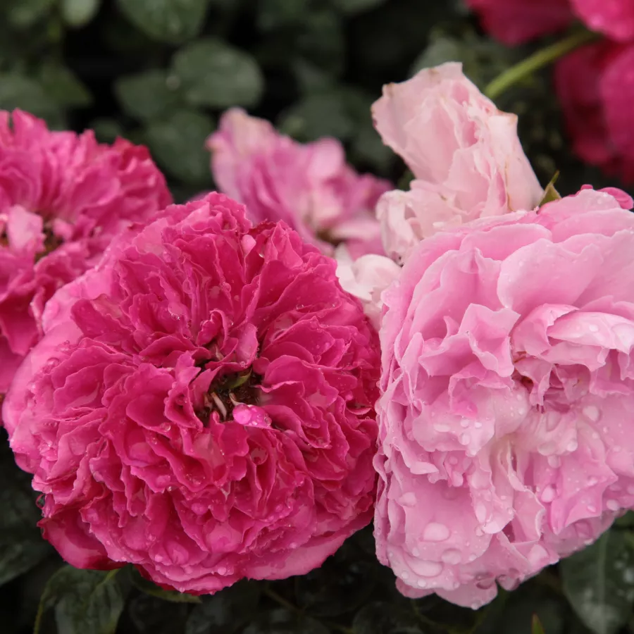 Trandafiri englezești - Trandafiri - Ausmary - comanda trandafiri online