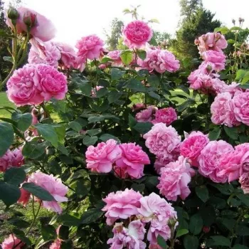 Rózsaszín - angol rózsa - intenzív illatú rózsa - kajszibarack aromájú