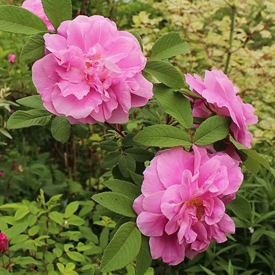 Rosa - Rosa - Thérèse Bugnet - Produzione e vendita on line di rose da giardino