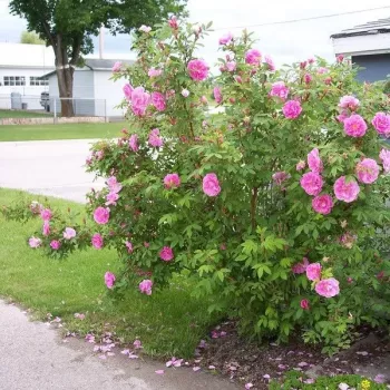 Ružová - stromčekové ruže - Stromkové ruže, kvety kvitnú v skupinkách