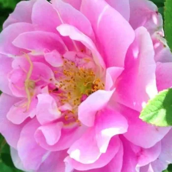 Ruže - eshop  - ružová - stromčekové ruže - Stromkové ruže, kvety kvitnú v skupinkách - Thérèse Bugnet - stredne intenzívna vôňa ruží - aróma korenia