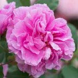 Stromčekové ruže - ružová - Rosa Thérèse Bugnet - stredne intenzívna vôňa ruží - aróma korenia