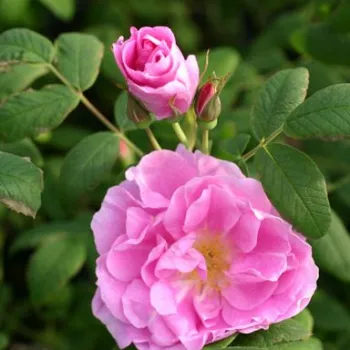Rosa Thérèse Bugnet - roze - Stamroos - Bloemen in trossen bossige kroonvorm