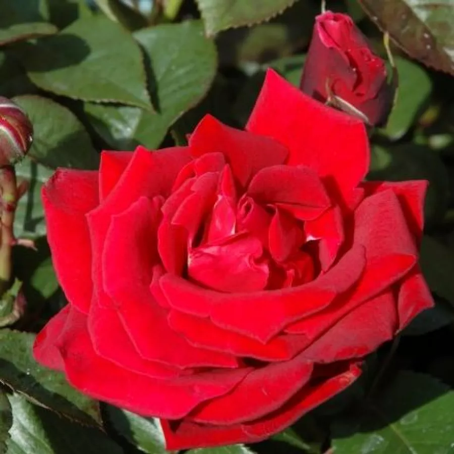 Rosso - Rosa - Thinking of You™ - Produzione e vendita on line di rose da giardino