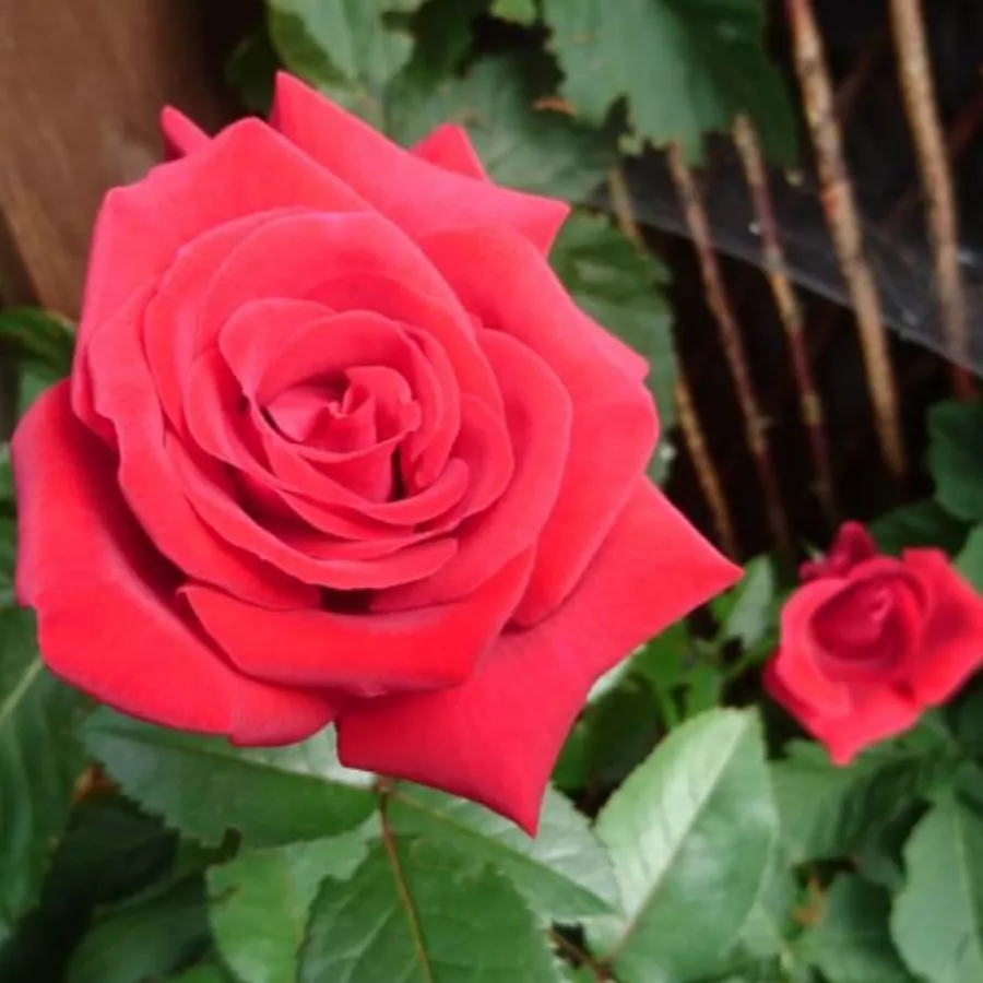 FRYdandy - Rosa - Thinking of You™ - Produzione e vendita on line di rose da giardino