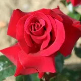 Ruže stablašice - crvena - Rosa Thinking of You™ - diskretni miris ruže