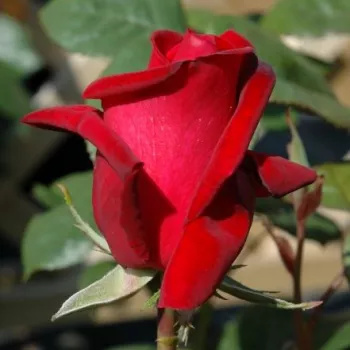 Rosa Thinking of You™ - rouge - Fleurs hybrid de thé - rosier à haute tige - tiges montantes
