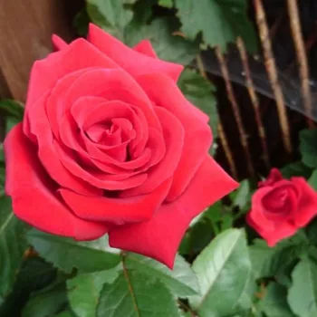 Červený - stromčekové ruže - Stromkové ruže s kvetmi čajohybridov