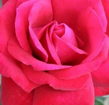 Pedir rosales - árbol de rosas híbrido de té – rosal de pie alto - rojo - Thinking of You™ - rosa de fragancia discreta - pomelo