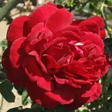 Vörös - climber, futó rózsa - Online rózsa vásárlás - Rosa Thor - diszkrét illatú rózsa - ibolya aromájú