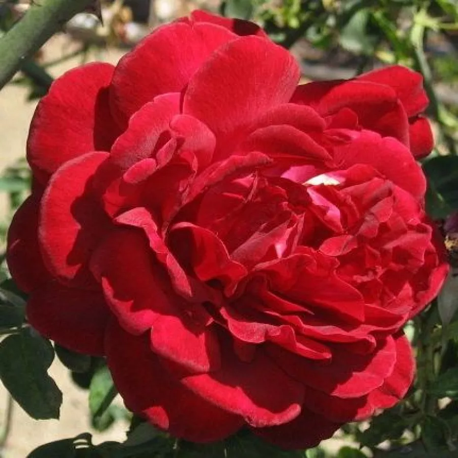 Róża pnąca climber - Róża - Thor - Szkółka Róż Rozaria