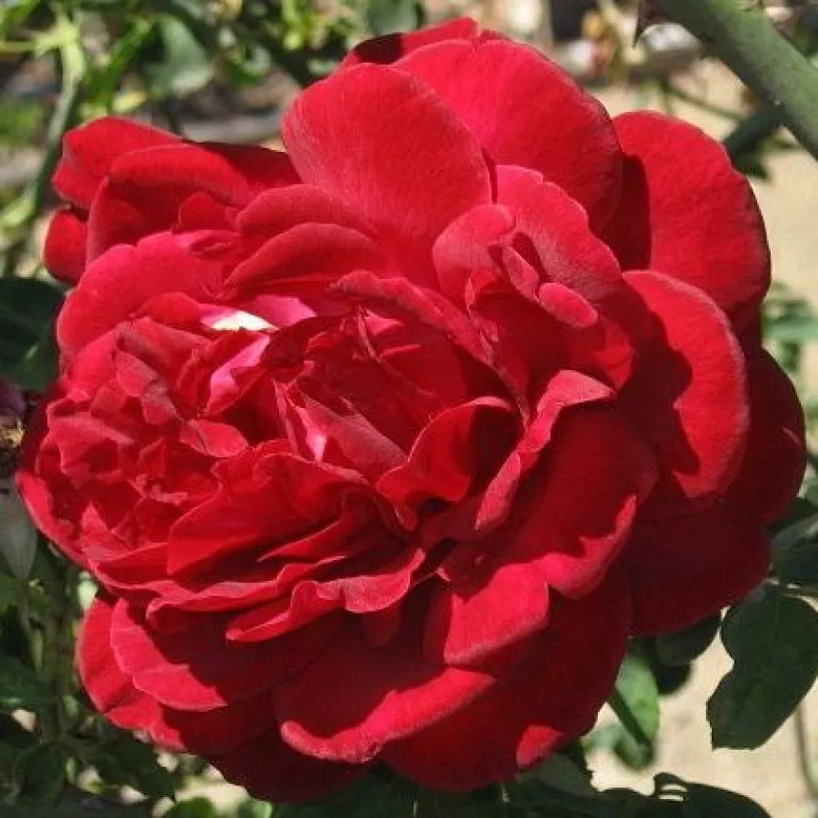 Rosso - Rosa - Thor - Produzione e vendita on line di rose da giardino