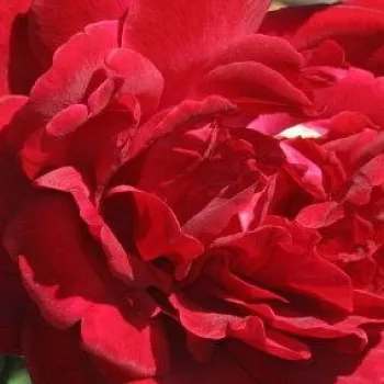 Rosen Shop - kletterrosen - rot - Rosa Thor - diskret duftend - Michael Henry Horvath - Intensiv rote Kleterrose mit vollgefüllten Blüten.