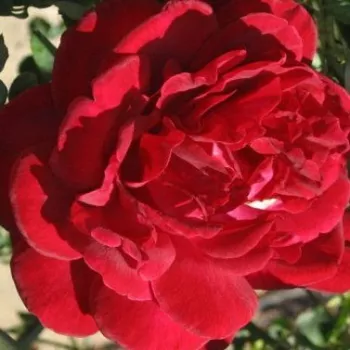 Rosa Thor - rouge - rosier haute tige - Fleurs hybrid de thé