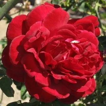 Rojo oscuro - árbol de rosas híbrido de té – rosal de pie alto - rosa de fragancia discreta - de violeta