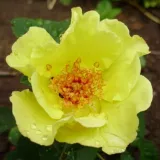 Sárga - virágágyi floribunda rózsa - Online rózsa vásárlás - Rosa Tibet-Rose™ - diszkrét illatú rózsa - savanyú aromájú