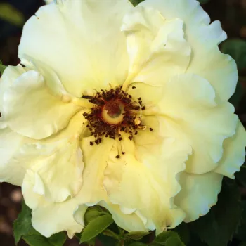 Rózsa rendelés online - sárga - virágágyi floribunda rózsa - Tibet-Rose™ - diszkrét illatú rózsa - savanyú aromájú - (100-150 cm)