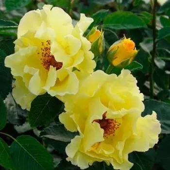Rosa Tibet-Rose™ - amarillo - árbol de rosas de flor simple - rosal de pie alto