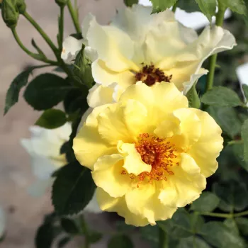 Galben - trandafiri pomisor - Trandafir copac cu trunchi înalt – cu flori simpli