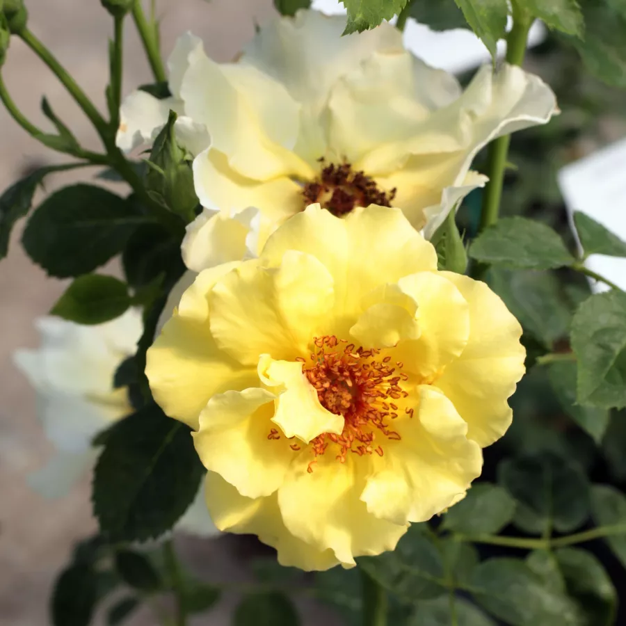 Záhonová ruža - floribunda - Ruža - Tibet-Rose™ - ruže eshop