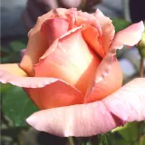 Rózsaszín - teahibrid rózsa - Online rózsa vásárlás - Rosa Tiffany - intenzív illatú rózsa - szegfűszeg aromájú