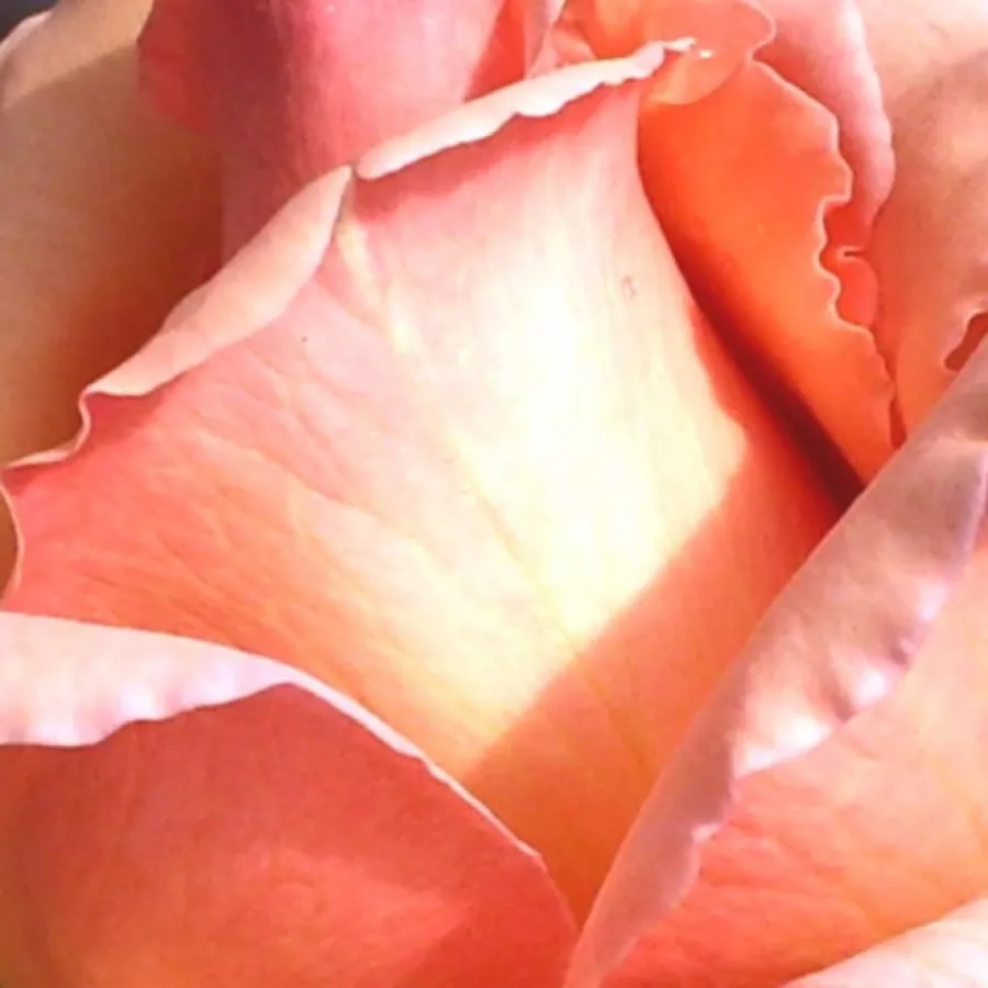 Hybrid Tea - Trandafiri - Tiffany - Trandafiri online