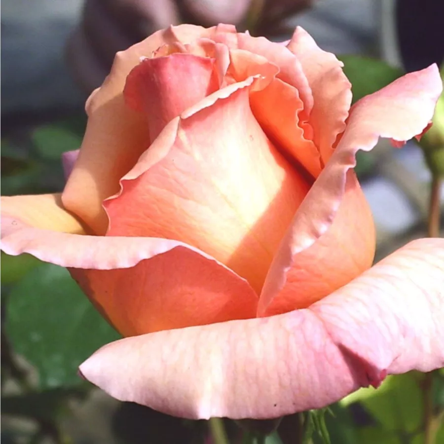 Ružová - Ruža - Tiffany - 
