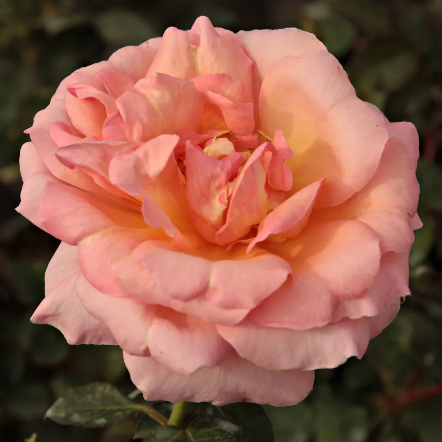 Robert V. Lindquist - Rosa - Tiffany - rosal de pie alto