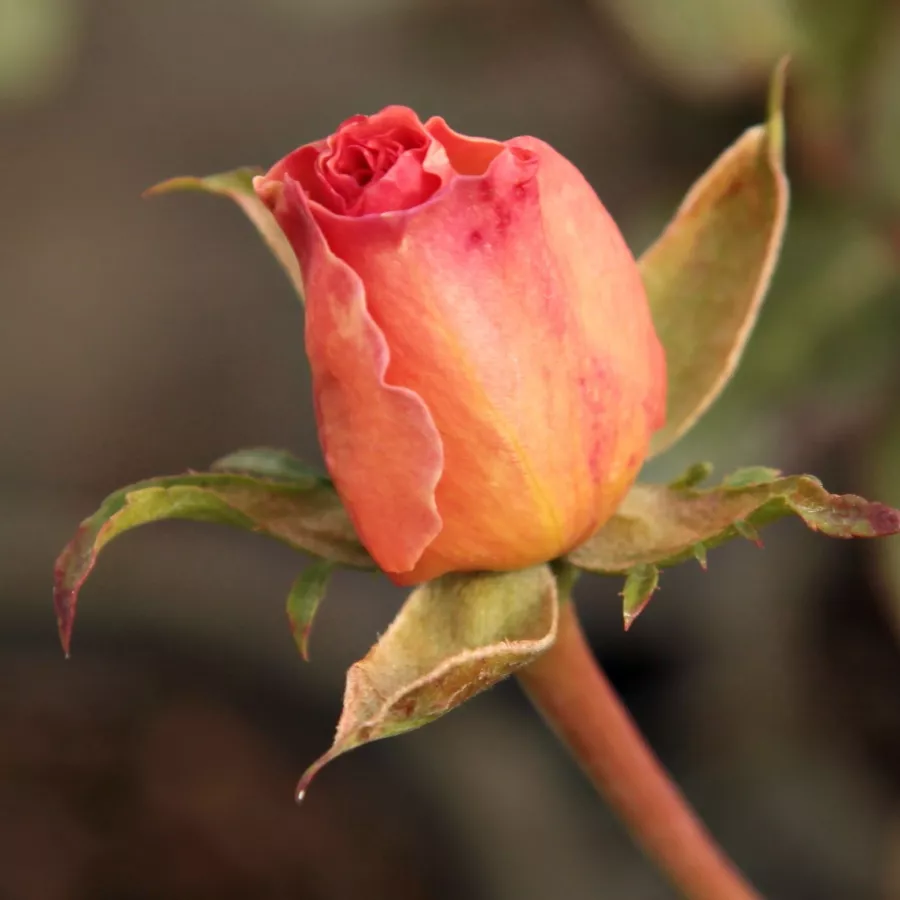 Trandafiri pomisor - Trandafir copac cu trunchi înalt – cu flori teahibrid - Trandafiri - Tiffany - 