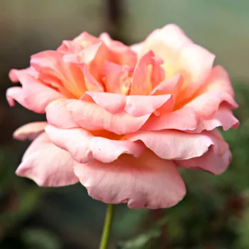 Galben-roz pestriț - Trandafiri hibrizi Tea   (90-150 cm)