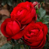 Virágágyi floribunda rózsa - vörös - diszkrét illatú rózsa - pézsmás aromájú - Rosa Till Eulenspiegel ® - Online rózsa rendelés