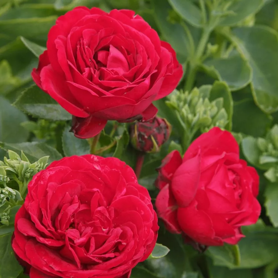 Czerwony - Róża - Till Eulenspiegel ® - Szkółka Róż Rozaria