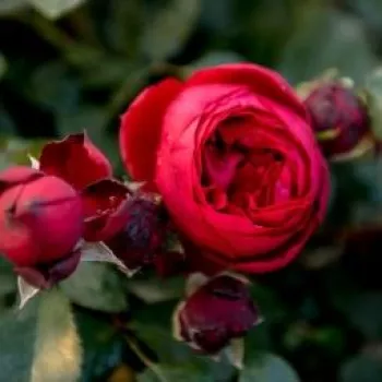 Rosa Till Eulenspiegel ® - roșu - Trandafiri Floribunda