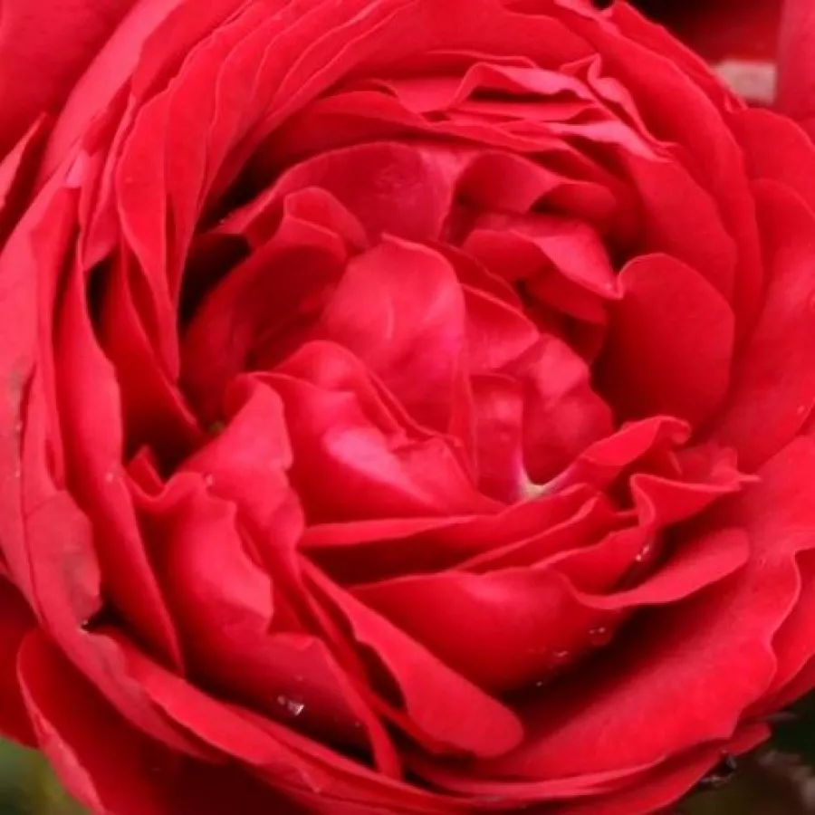Floribunda - Ruža - Till Eulenspiegel ® - Ruže - online - koupit
