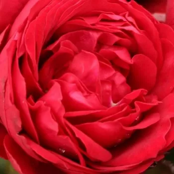 Trandafiri online - Trandafiri Polianta - roșu - trandafir cu parfum discret - Till Eulenspiegel ® - (60-90 cm)
