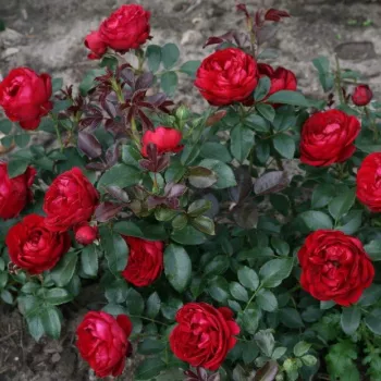 Vörös - virágágyi floribunda rózsa - diszkrét illatú rózsa - pézsmás aromájú