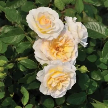 Online rózsa vásárlás - sárga - virágágyi floribunda rózsa - Tisa™ - diszkrét illatú rózsa - ánizs aromájú - (40-50 cm)